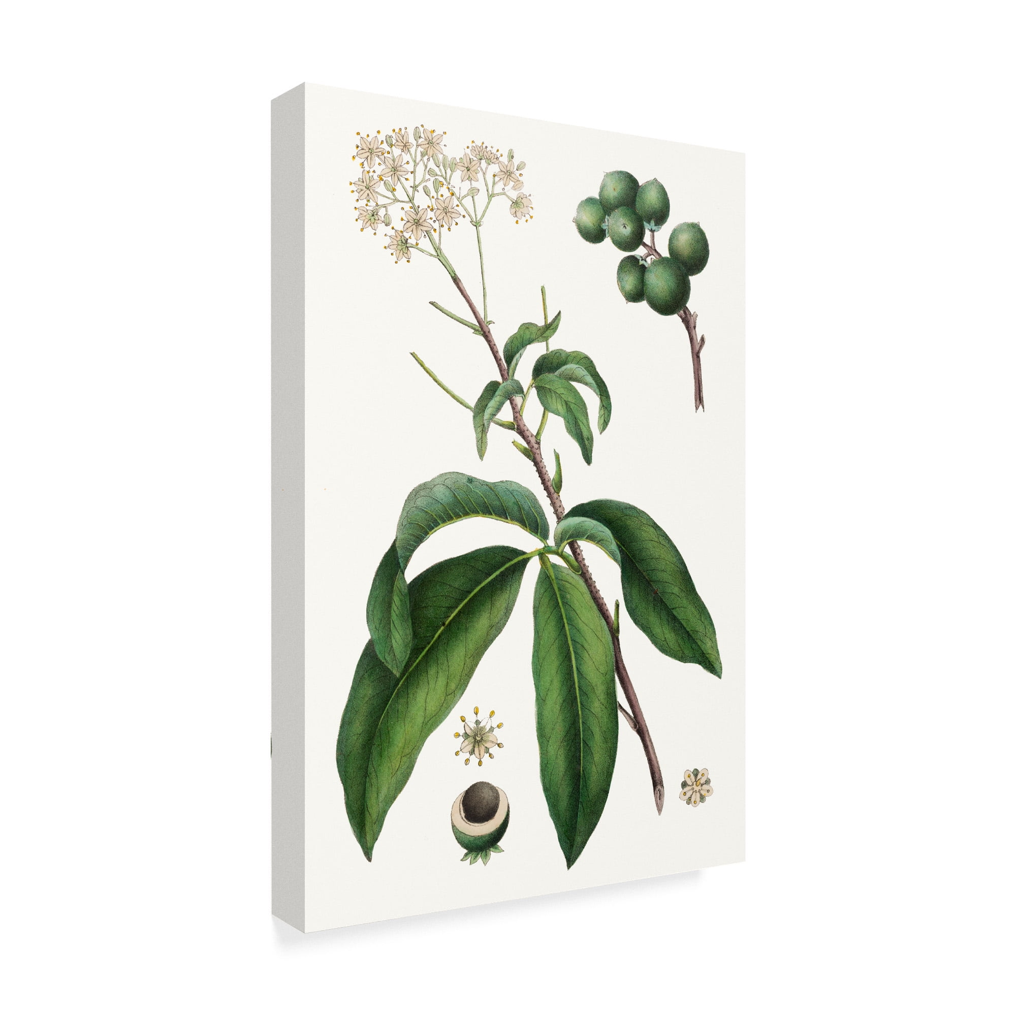 Trademark Fine Art 'Foliage & Blooms II' Canvas Art by Thomas Nuttall