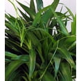 thumbnail image 2 of Shamrock Green Spider Plant - Cleans the Air - 2.5" Pot, 2 of 3