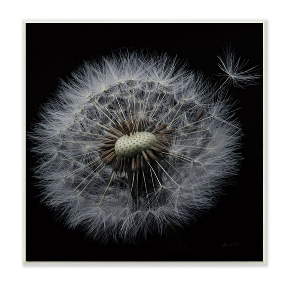 Stupell Industries Close Up Dandelion Petals Black Brown White Photograph Unframed Art Print Wall Art, 12x12, by Andre Eichman