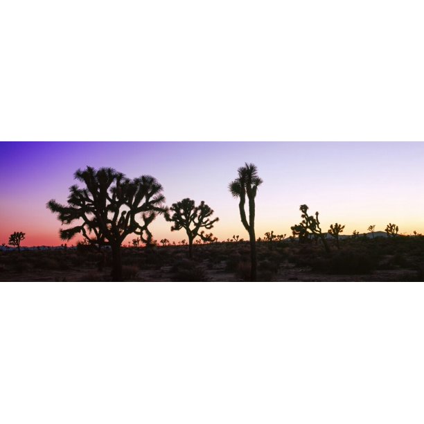 Download Silhouette of Joshua trees in a desert, Joshua Tree ...