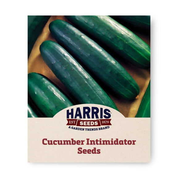 Harris Seeds Intimidator F1 Cucumber, Treated Hybrid Slicing Variety, 500 Count