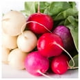 thumbnail image 2 of Everwilde Farms - 1 oz Easter Egg Radish Seeds - Gold Vault Bulk Seed Packet, 2 of 3