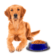 thumbnail image 5 of Plato Para Perro Importadora La Merced Tazón Mediano Azul Aluminio Antiderrapante, 5 of 5