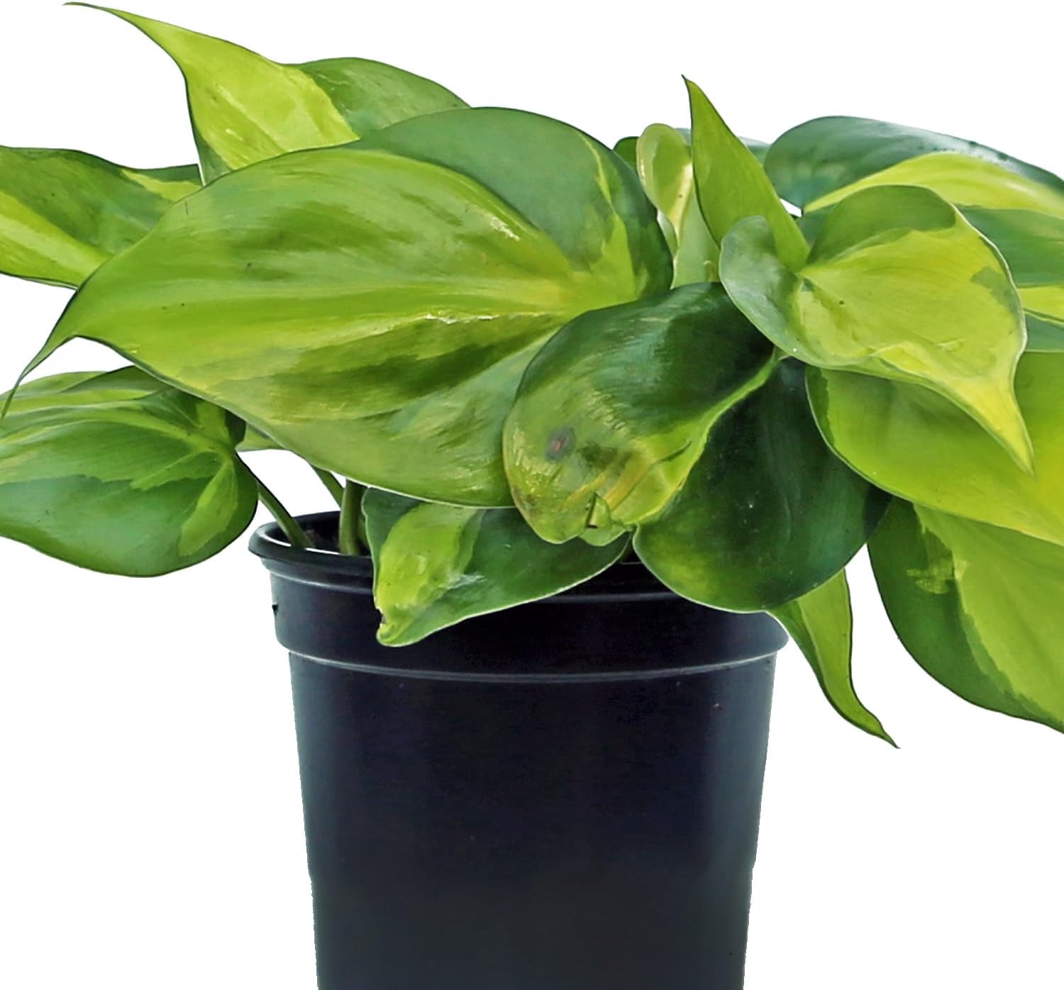 4 Pack Live Brazilian Philodendron, Variegated Philodendron, Trailing Indoor Potted Plant, Fully Rooted Air Purifier, Christmas Gift, Easy to Grow Houseplant in 4" Pot