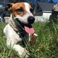 thumbnail image 3 of Perfect Pet Chews - Elk Antler Chew For Dogs - Small Treat - 5-Count, 3 of 7