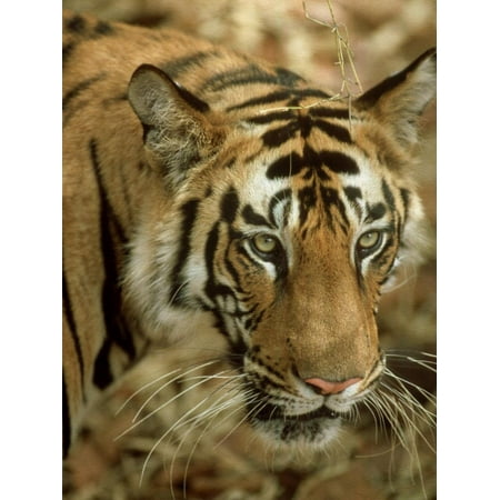 Tiger, Portrait, India Print Wall Art By Satyendra K.