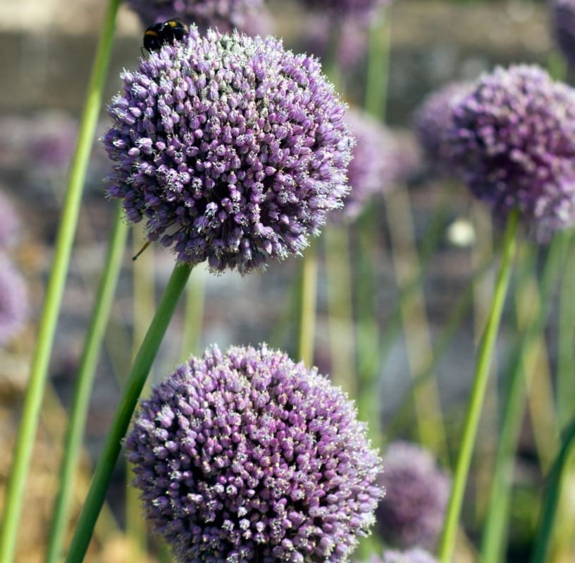 3 Elephant Garlic Huge Cloves - Perennial Herb - Vegetable Garden