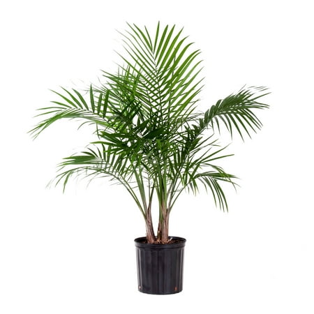 United Nursery Live Majesty Palm Indoor Plant 24-34 inches Tall with Green Fronds in 9.25 inch Grower Pot