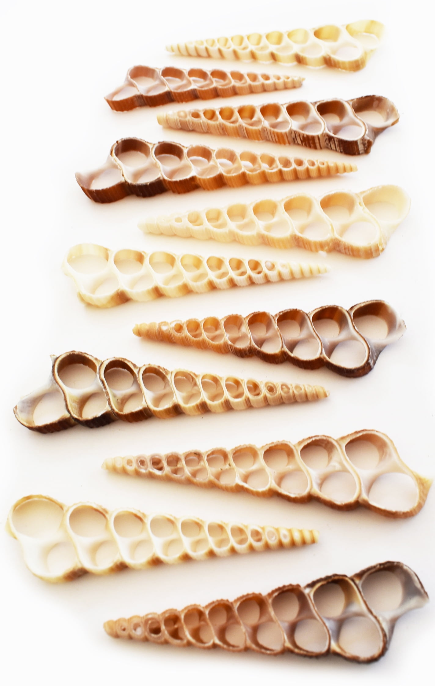 100 Center Cut Turretella Shells Crafts 2-3" Beach Nautical Seashell Ocean Art 