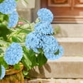 thumbnail image 7 of Scidweet 4 Pcs Artificial Hydrangea Fake Flowers, 19.3" Real Touch Latex Faux Plants Fake Hydrangea Flowers for Spring Summer Indoor Outdoor Home Table Wedding Decoration, Light Blue, 7 of 7
