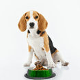 thumbnail image 5 of Plato Para Perro Tazón Chico Verde Importadora La Merced Aluminio Antiderrapante, 5 of 5
