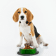 thumbnail image 5 of Plato Para Perro Tazón Chico Verde Importadora La Merced Aluminio Antiderrapante, 5 of 5