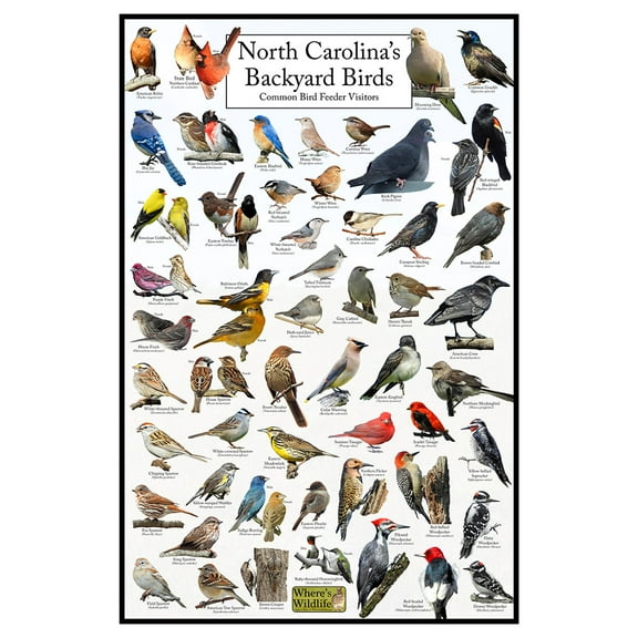North Carolina's Backyard Birds Poster - North Carolina Bird Chart Highlighting Birds At Your Bird Feeder