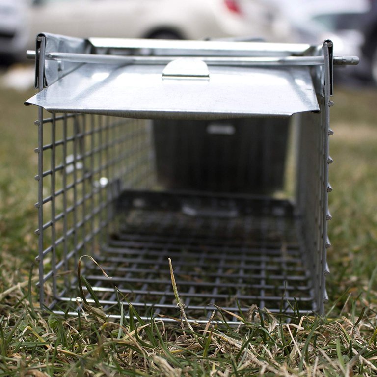 Havahart 1020 X-Small 2-Door Humane Catch and Release Live Animal Trap for  Moles, Rodents, Shrews, Mice, Voles, and Other Small Animals