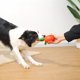 thumbnail image 4 of Bonito juguete chirriante para perros, resistente a mordeduras, suministros de goma, chirriador de mascotas, juguetes para masticar razas de animales , NARANJA Yinane juguetes chirriantes, 4 of 8