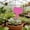 🥝 Pink_Base#353, variant on Generic T-Type Herb Labels -- 100 Pack Plastic Plant Markers, Waterproof Garden Tags, Assorted Colors, Easy Insert, Durable PVC, 10x6cm for Outdoor Plant Identification
