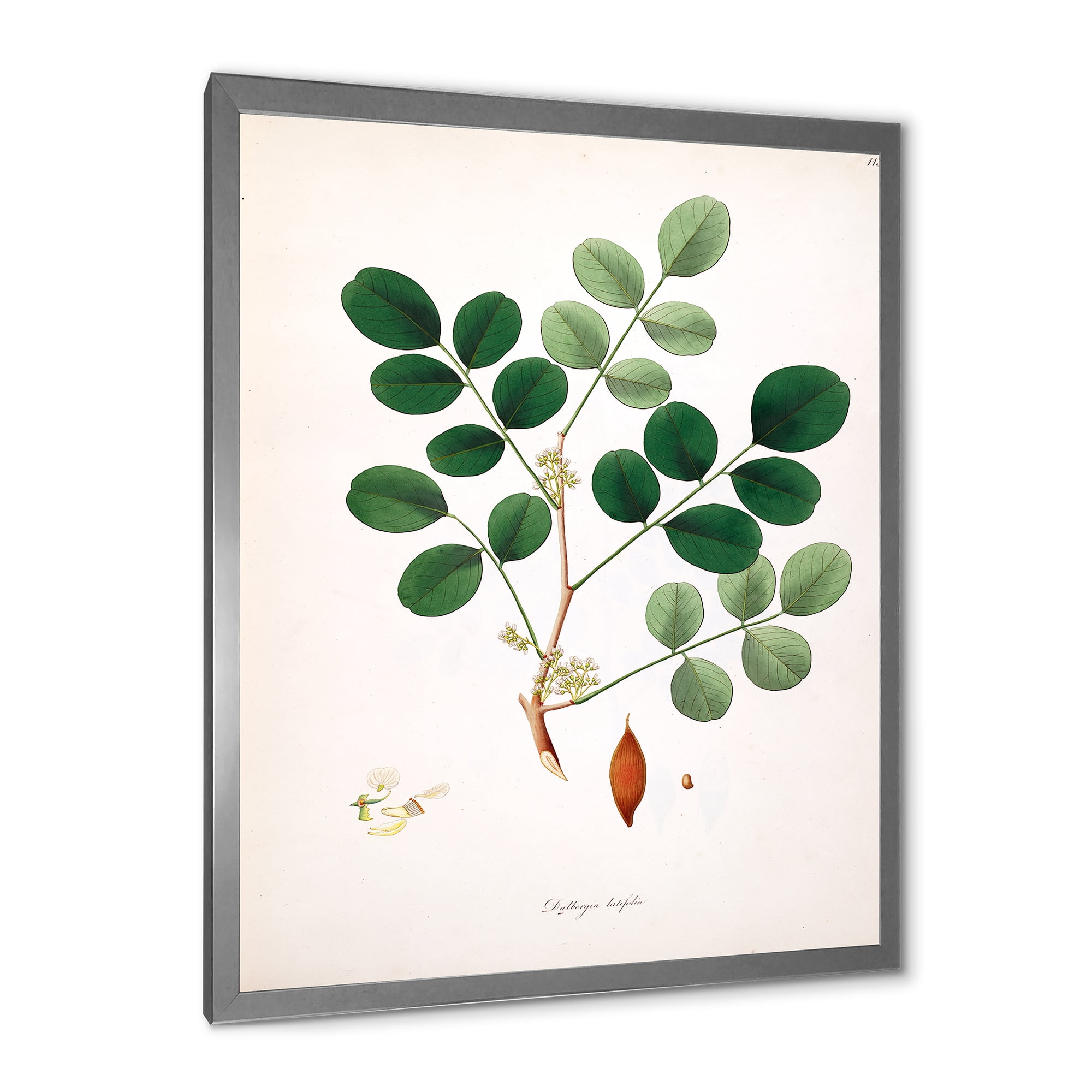 Designart 'Ancient Plant Life XI' Farmhouse Framed Art Print