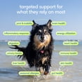thumbnail image 2 of Native Pet Senior Daily Powder 12-in-1 Supplement for Senior Dogs, 6.3-oz, 2 of 8