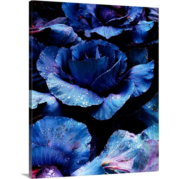 Great BIG Canvas | "Vegetables, Red Cabbage" Canvas Wall Art - 16x20