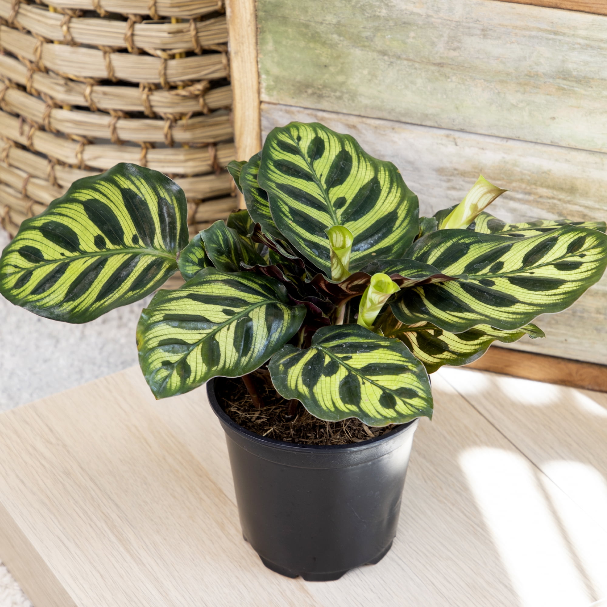 Element Live Calathea Plant Variety Pack, 4.25in Grower Pots, Easy Care, Pet Safe (3 Count)