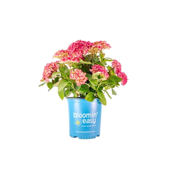 2 Gallon Soul Mate™