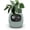 Green, variant on Smart AI Planter with 7 Sensors and Multiple Expressions for Easy Indoor Gardening in Home or Office