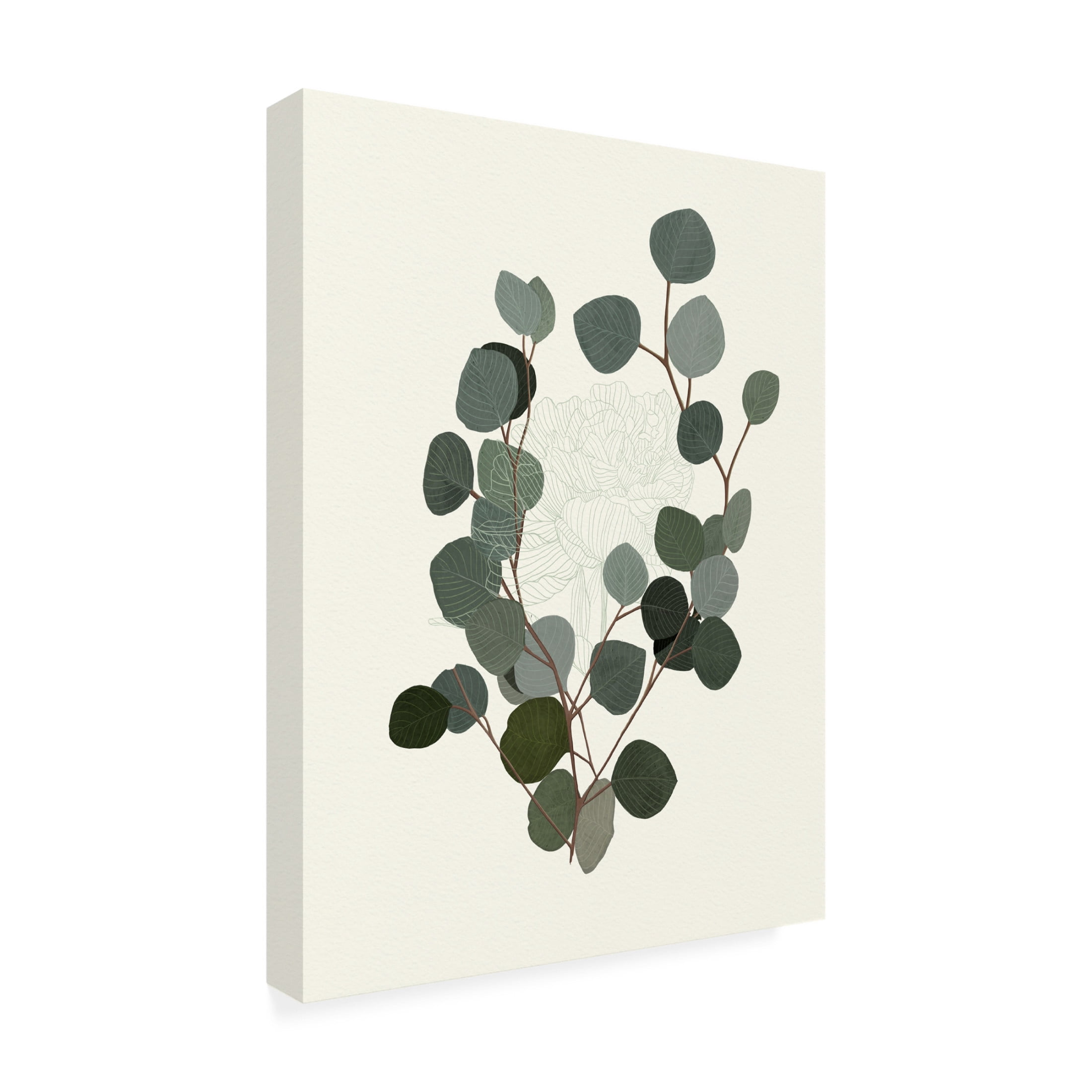 Trademark Fine Art Katie O'Shea  Eucalyptus Leaves II Canvas Wall Art