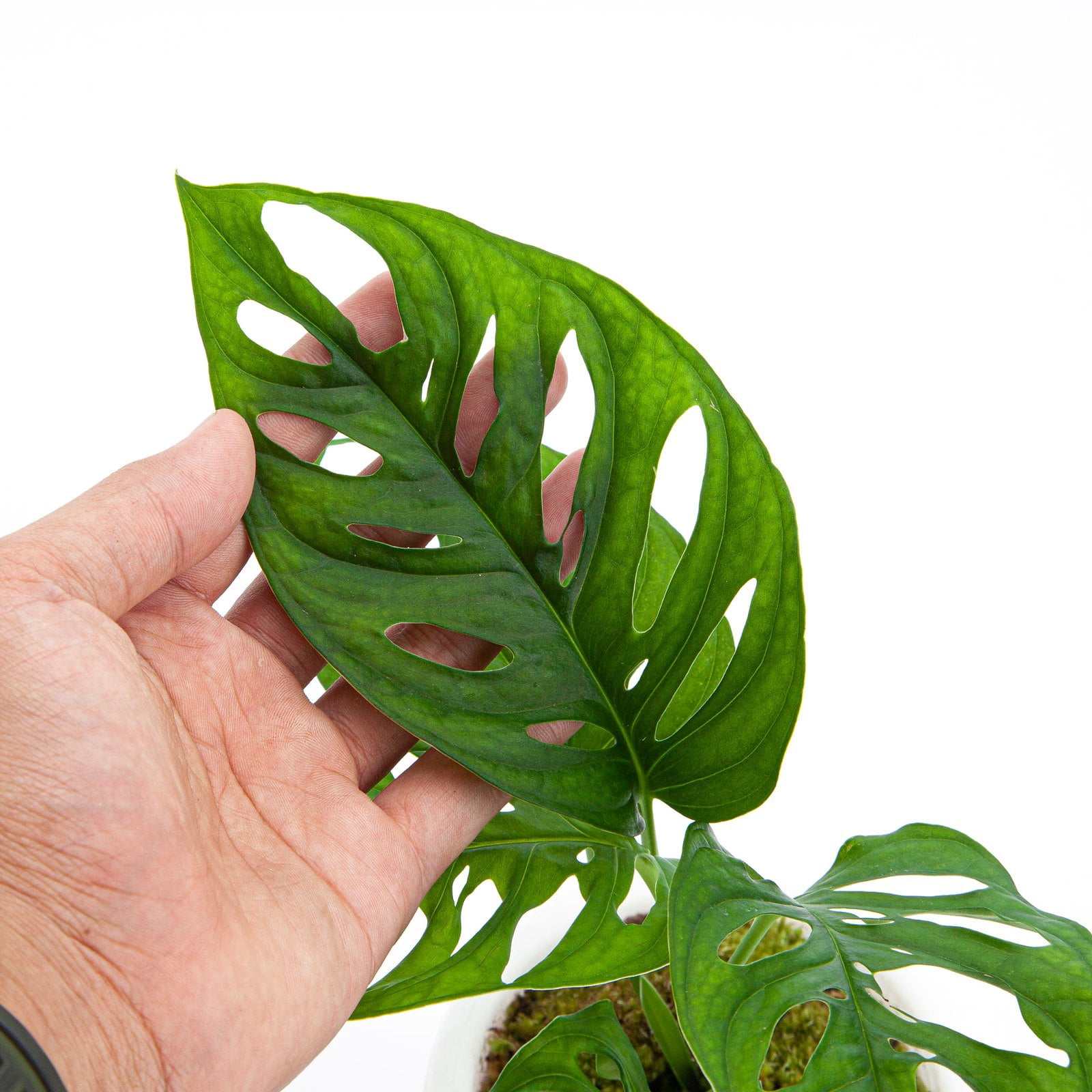 ⭐ PREMIUM Monstera Acuminata Potting Mix - Hand-crafted for Optimal Nutrient Absorption by Gardenera - 1 Quart