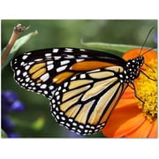 Small World Greetings Monarch Butterfly Note Cards 12 Count-Blank Inside with White Envelopes-A2 Size 5.5 x 4.25-Summer Greeting Cards-Nature Stationery-Birthday, Thank You, and Much More