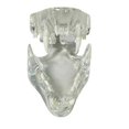 thumbnail image 5 of Transparent Teeth Anatomical Model Dental Animals Oral Tooth Jaw for Veterinary Educational Tool (C, 5 of 5