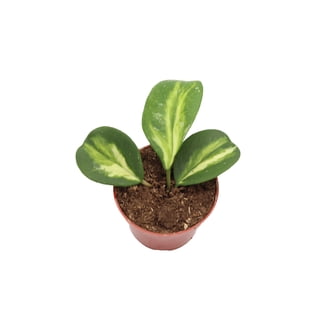 Hoya Kerrii Splash Single Heart - 4" from California Tropicals - Walmart.com