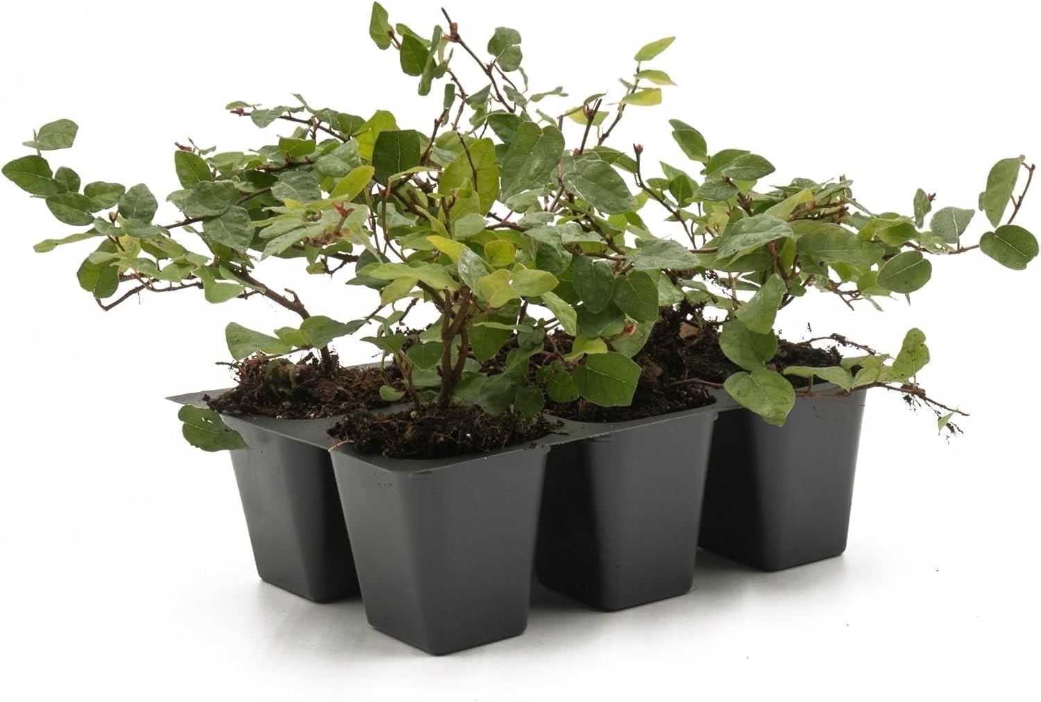 6 Ficus Repens Creeping Fig Live Plants – Starter Vines in 2.5” Nursery Cubes for Fast Coverage, Living Walls, Topiaries & Indoor/Outdoor Landscaping