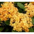 thumbnail image 5 of Ixora Yellow  1 Extra Large 3 Gallon Plant  Ixora Chinensis  Bright Garden Highlight  Sun-Loving Tropical Shrub, 5 of 8