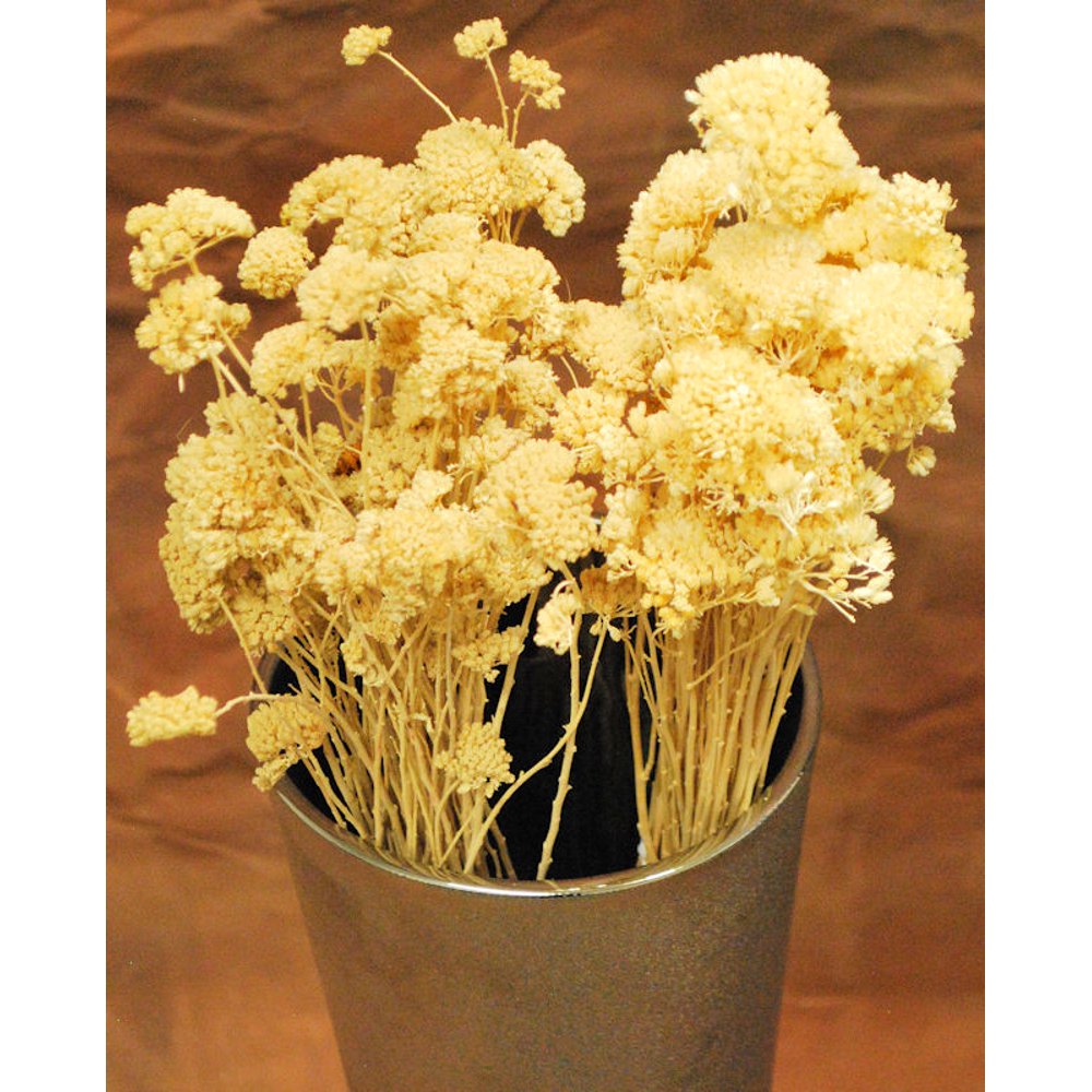Dried Yarrow flowers Bleached Natural 45 oz. App. 20 stems Length 12