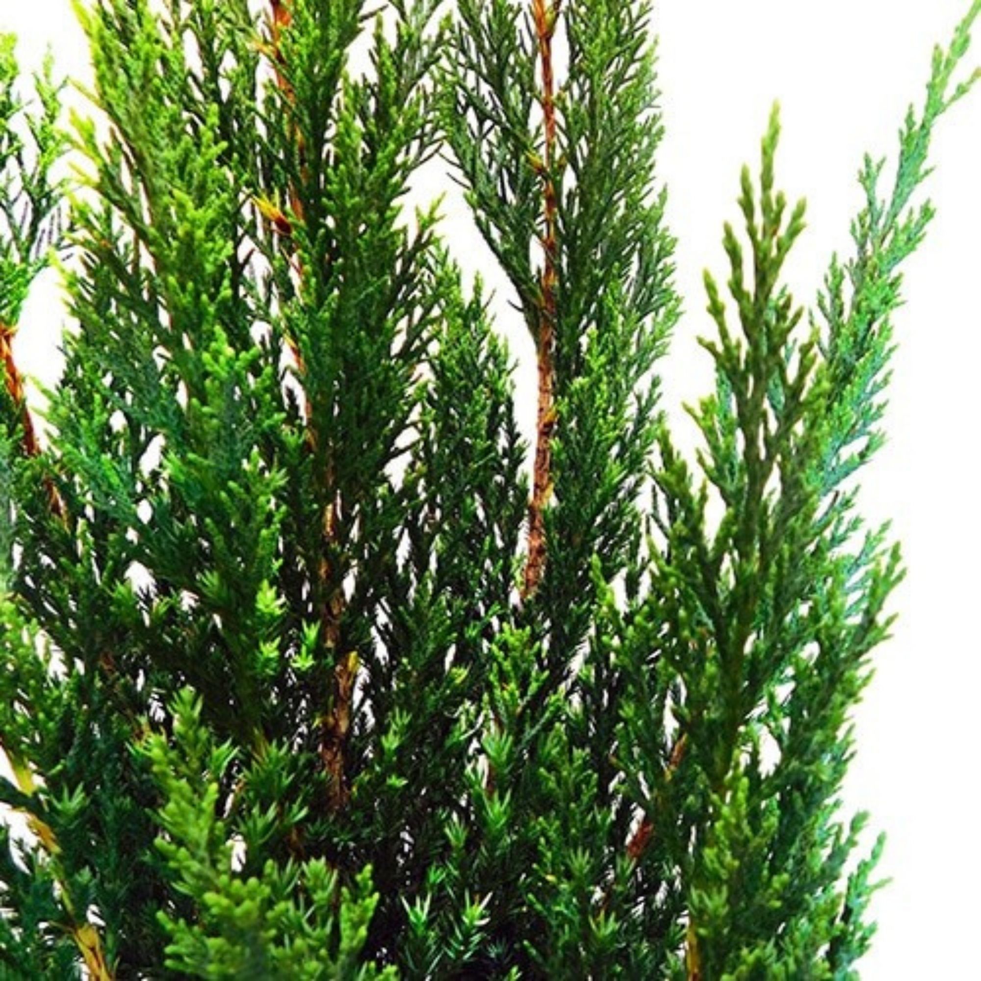 Expert Gardener Blue Point Juniper Live Shrub