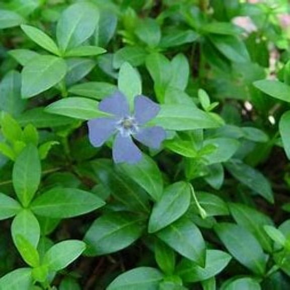 Vinca Minor Plants - Bare-root, Perennial, Flowers, Live Plants
