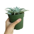 thumbnail image 4 of White Fox Aloe Succulent (4"+ Plastic Pot) - Tiny, Lovely, Easy to Care Succulent for Beginners - Live Healthy Succulent for Home Office, 4 of 6