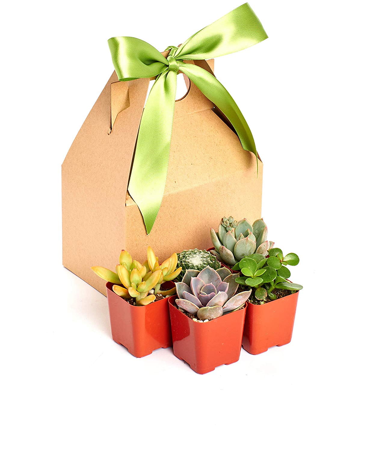 Unique Succulent Gift Box by Home Botanicals 2" ( Collection of 5