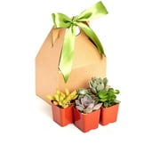 Unique Succulent Gift Box by Home Botanicals 2" ( Collection of 5)