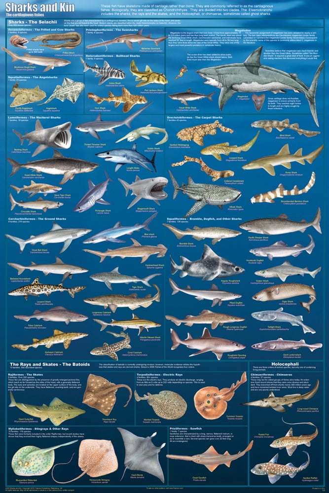 Sharks Kin Sealife Mammals Educational Science Classroom Chart Print 