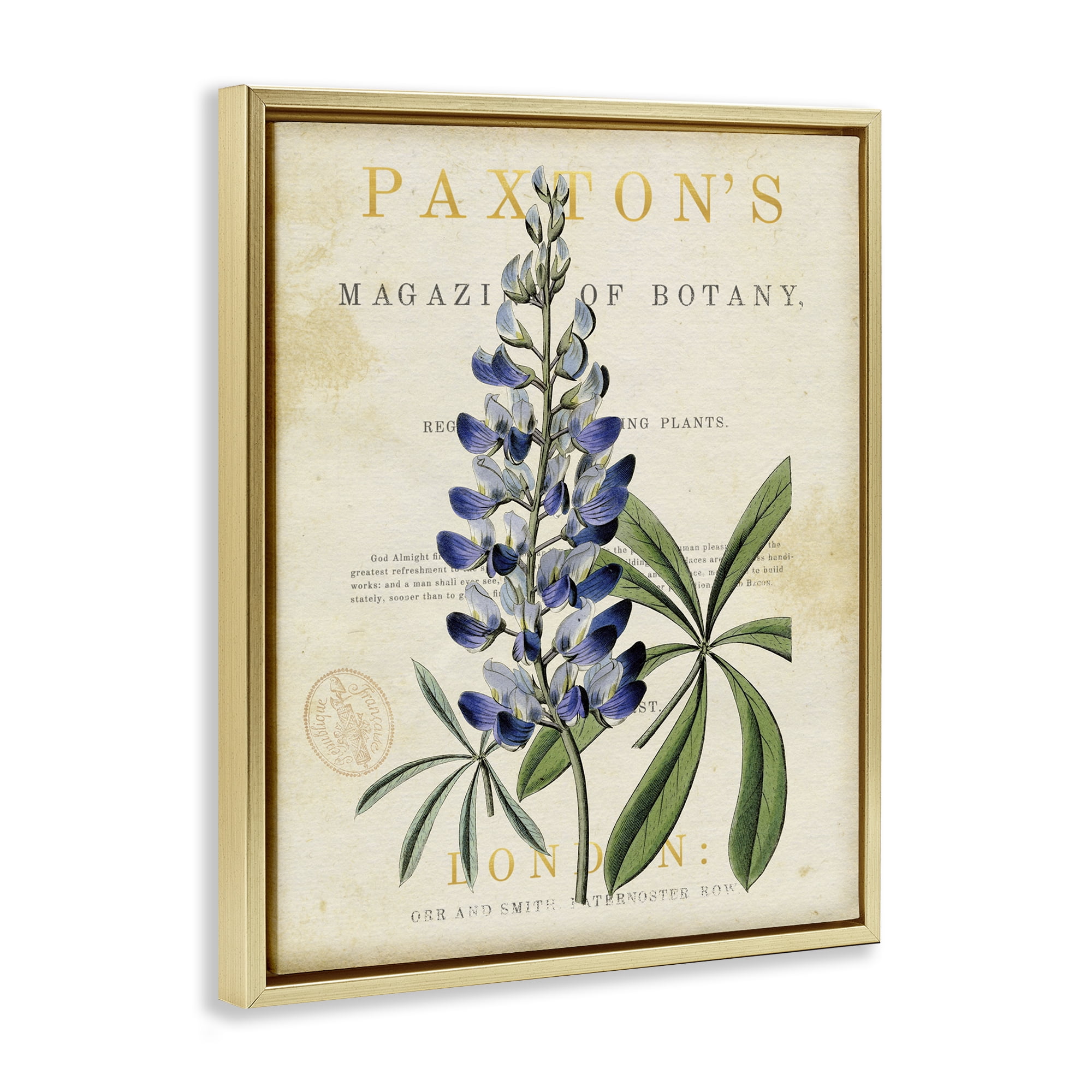 Stupell Industries Natural Botany Lupine Gold Framed Floater Canvas Wall Art, design by Susan Arnot