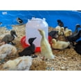thumbnail image 6 of Little Family Members Chicken Waterer 1.5-Gallon Metal Handle Poultry Drinker, 6 of 6