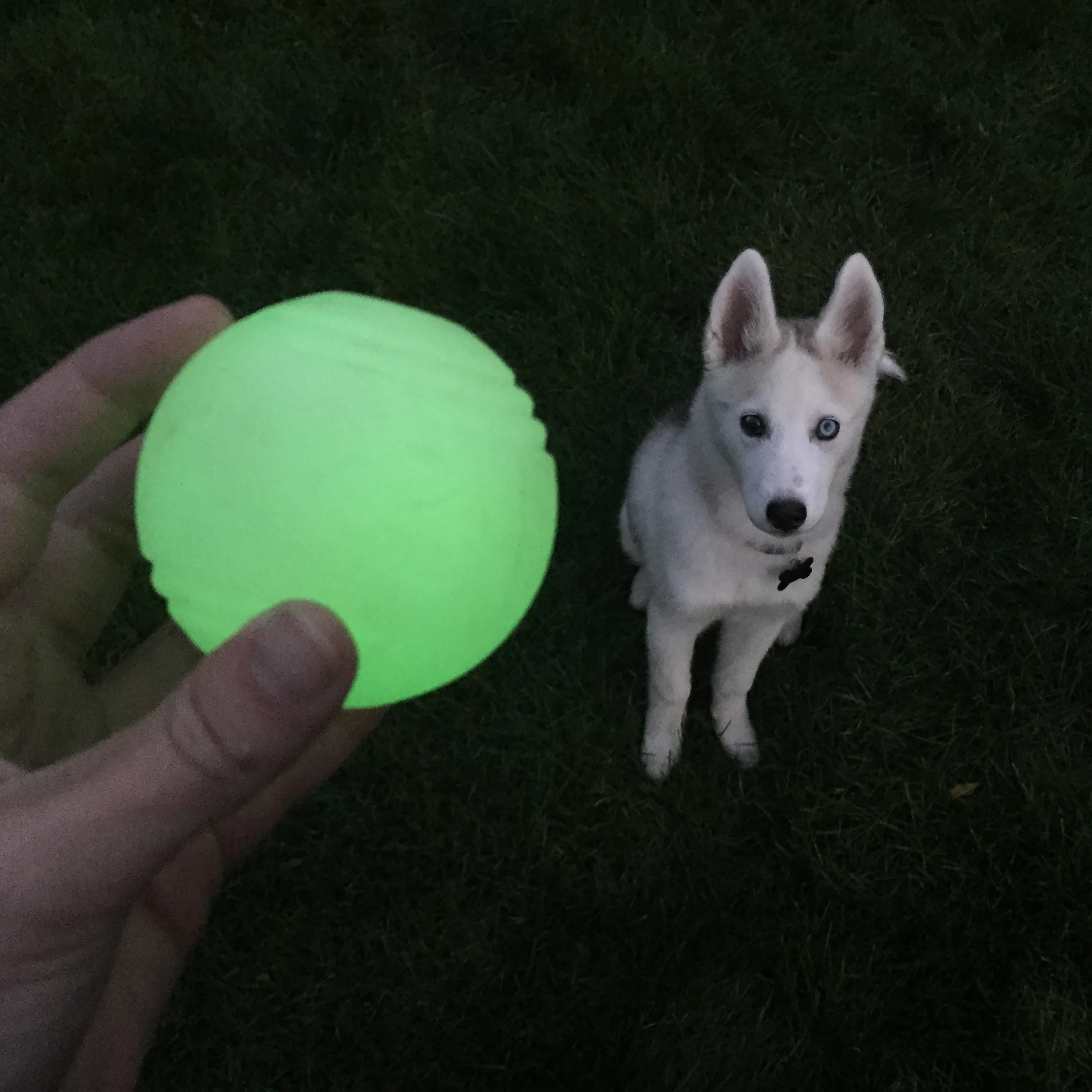 Chew King By Mammoth Dog Toy Glow in the Dark All-Natural Rubber Fetch Balls, Yellow, 2 Pack Set, 2.5", Medium