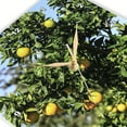 thumbnail image 3 of 3dRose, Italy. Bright yellow lemons on a lemon tree., 15x15 Wall Clock, 3 of 8
