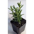 thumbnail image 4 of Herb Variety Pack Rosemary, Lemon Verbena, African Blue Basil 3 LIVE PLANTS- 3.5 inch Pots Certified Organic, 4 of 5