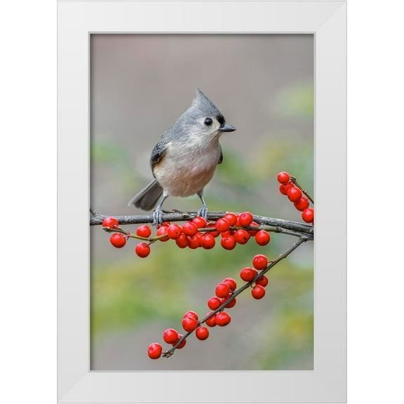 Jones, Adam 11x14 White Modern Wood Framed Museum Art Print Titled - Tufted titmouse and red berries-Kentucky