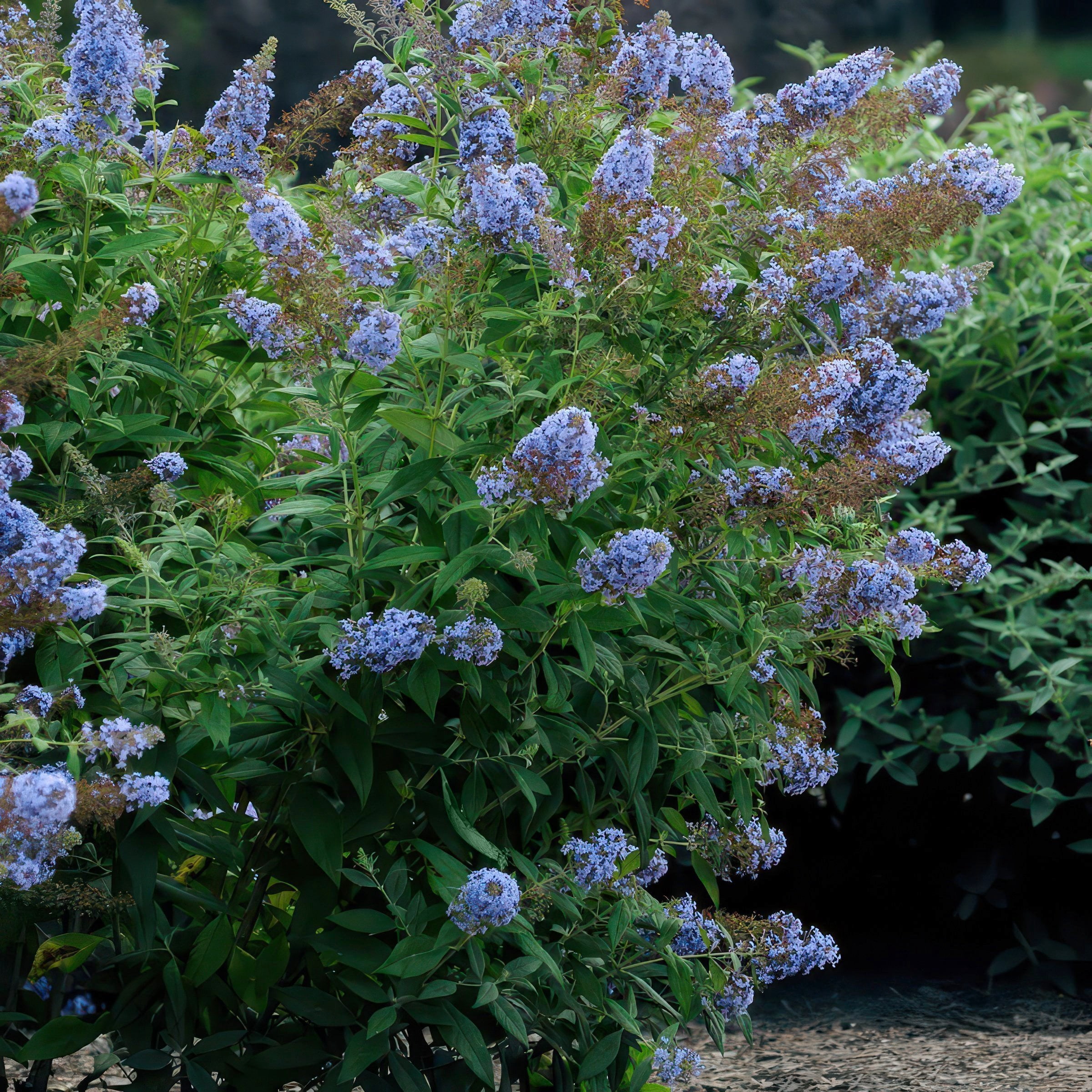 National Plant Network 3.25 in. Buddleia Sky Blue Buzz (16-Pack)