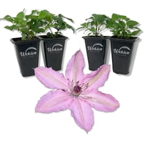 Clematis Hagley Hybrid - 4 Live Starter Plants in 2 Inch Growers Pots - Starter Plants Ready for The Garden - Beautiful White and Purple Flowering Vine