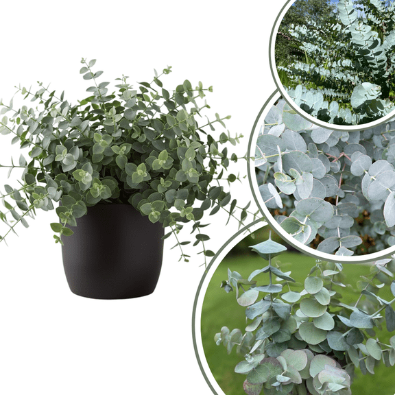 Baby Blue Eucalyptus Plant Live, Cold Hardy Eucalyptus Tree Live Plant and Fragrant Foliage, Starter Plants in 2.5 Inch Pot, 2-5 Inc Tall