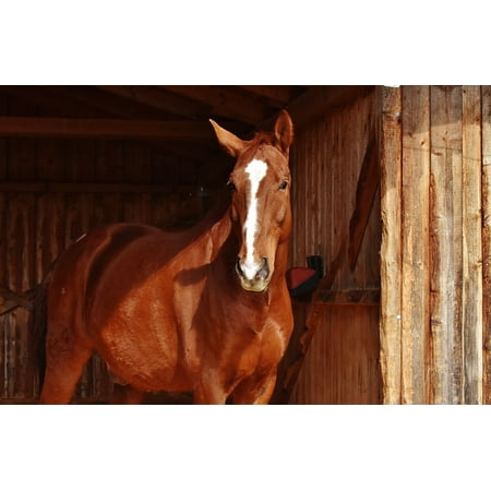 LAMINATED POSTER Brown Animal Animal World Brown Horse Stall Horse Poster Print 24 x (World Best Horse Photos)